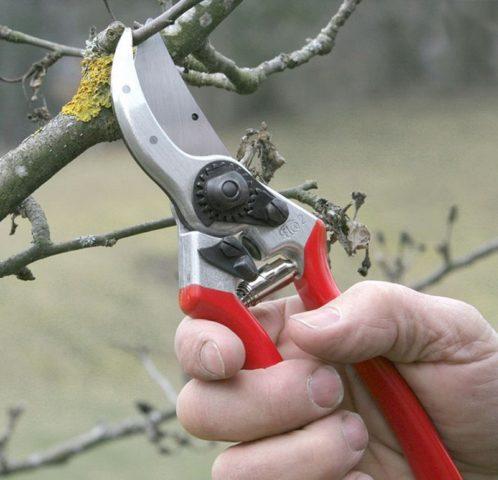 Проверяем насаждения на факт их обморожения: шесть простых этапов